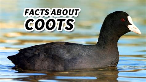 coot meaning|what does cahoots mean.